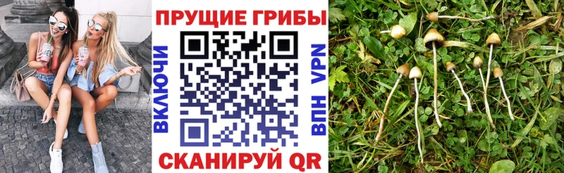 Псилоцибиновые грибы мицелий  Купить  Пошехонье 